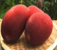 Miyazaki Mango