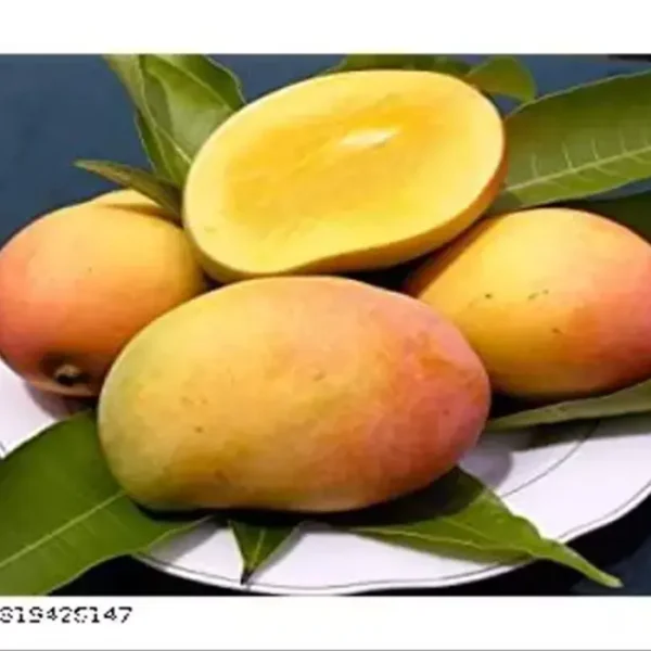 Arunika Mango