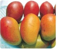 Pusa Lalima Mango