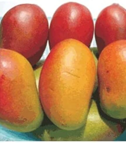 Pusa Lalima Mango