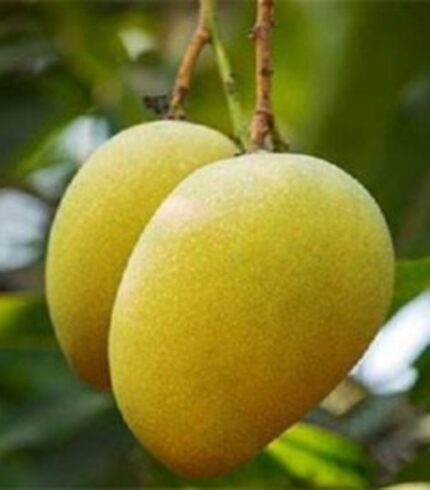 Pusa Pitambar Mango