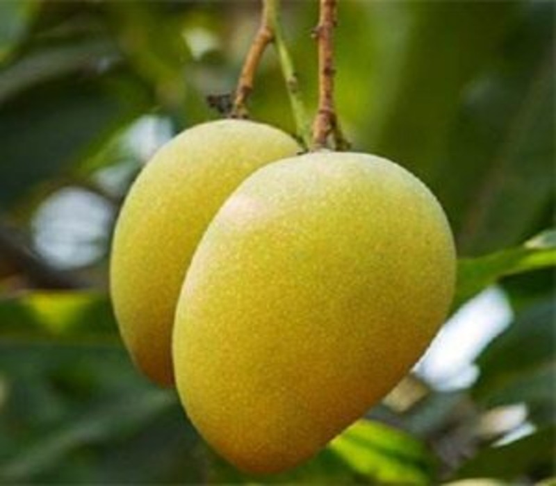 Pusa Pitambar Mango