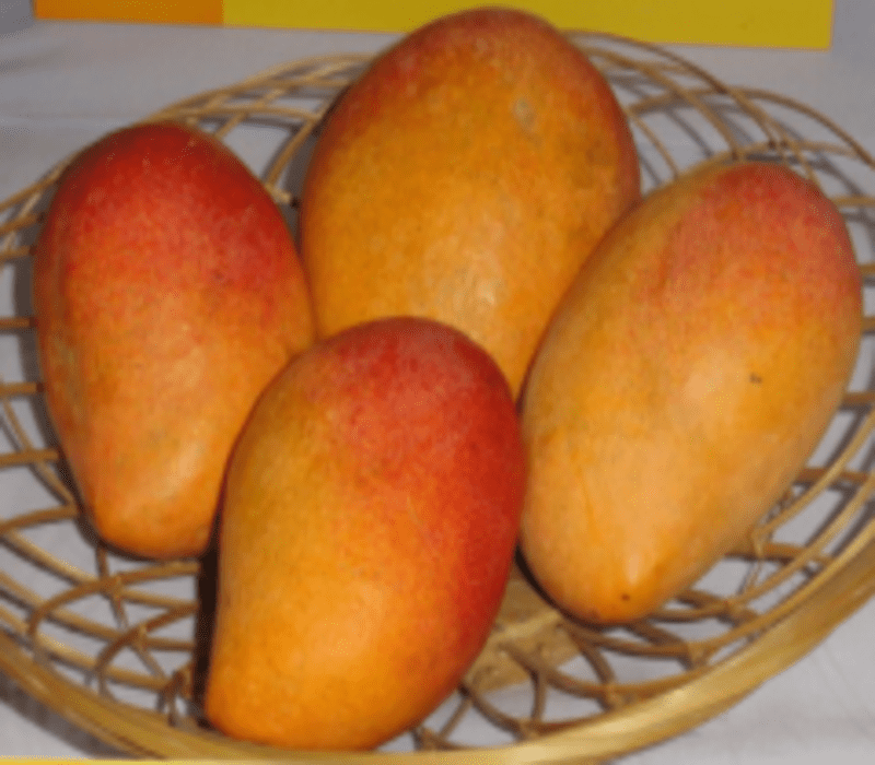 Pusa Prathiba Mango