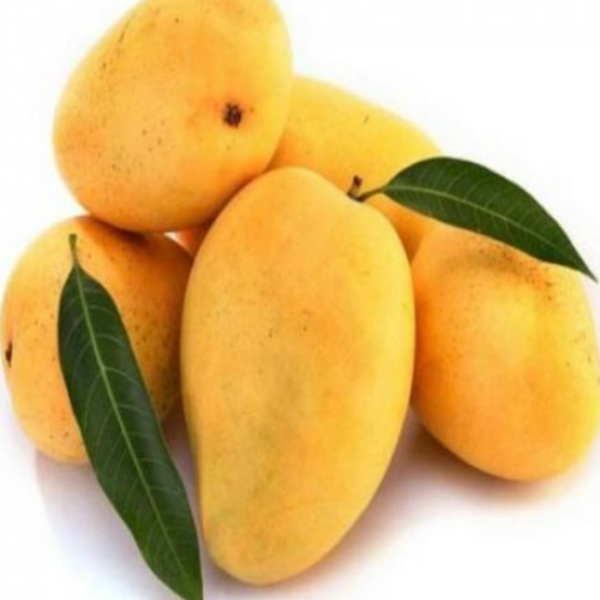 TJC Mango