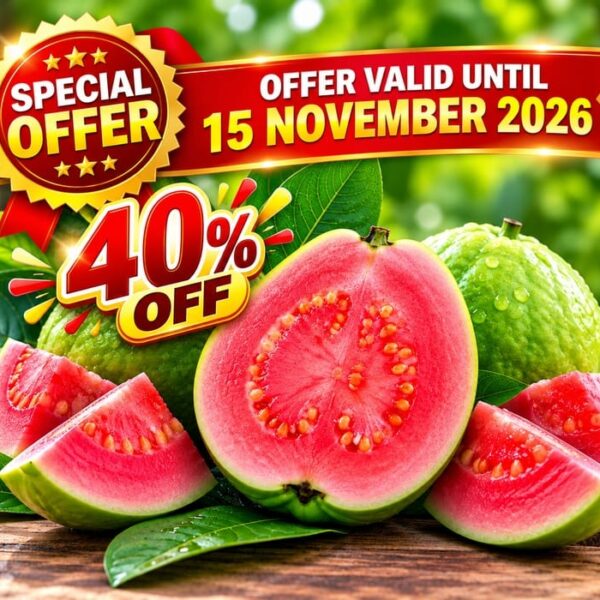 Jarvi Red Guava /Red Dimond 1