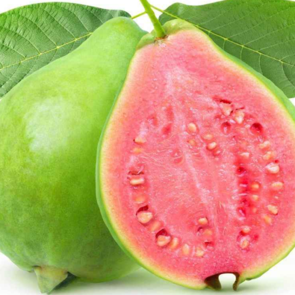 Jarvi Red Guava