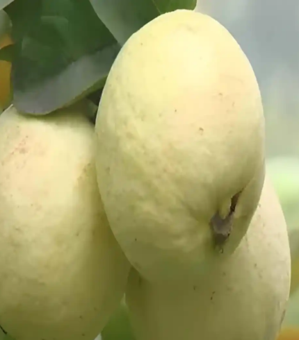 Thai Golden 8 Guava