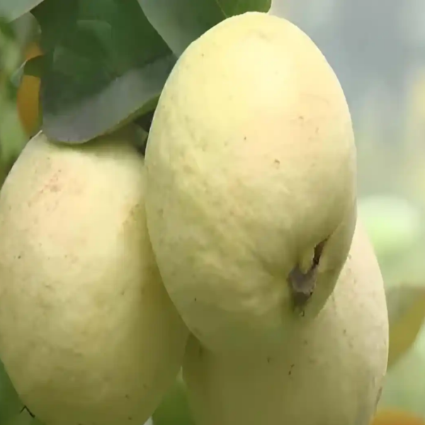 Thai Golden 8 Guava