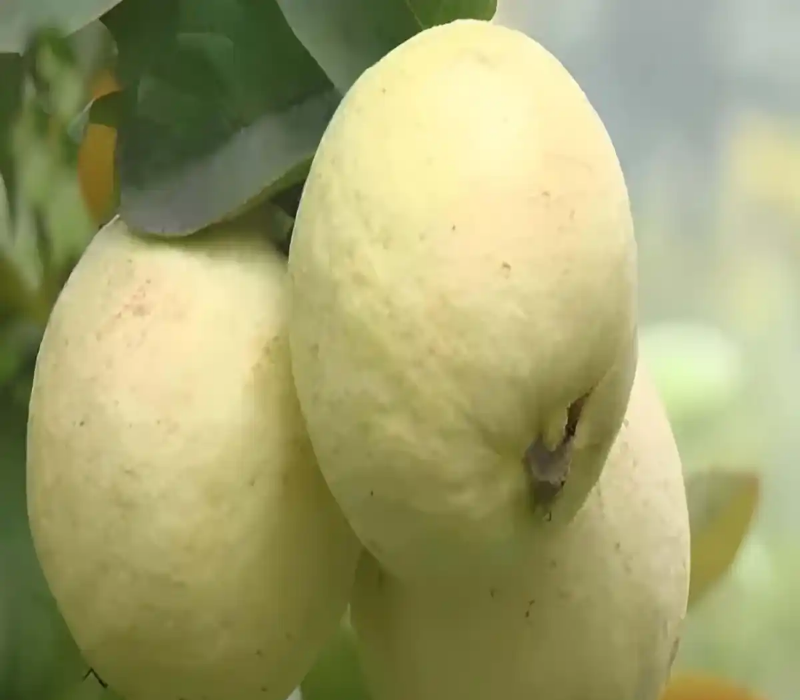 Thai Golden 8 Guava