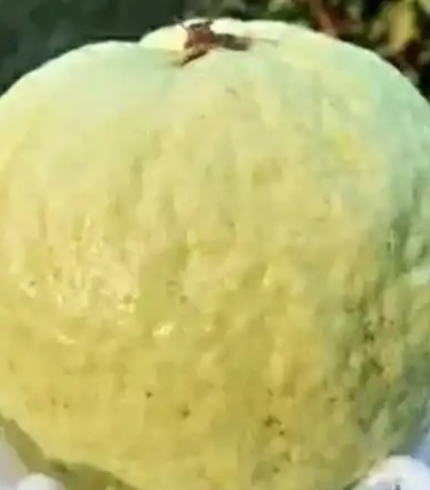 VNR Bihi Guava
