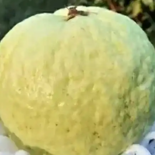 VNR Bihi Guava