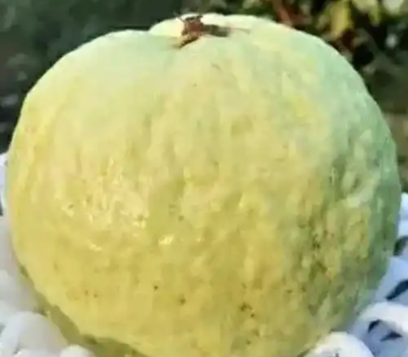 VNR Bihi Guava