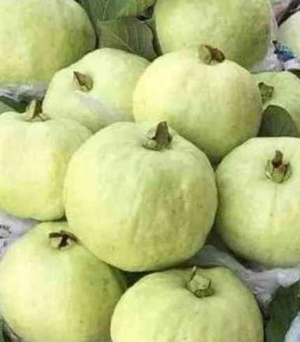 L49 Guava