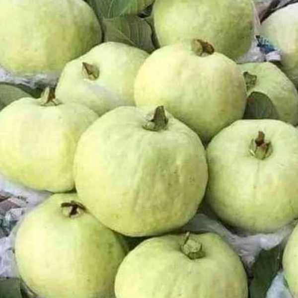 L49 Guava