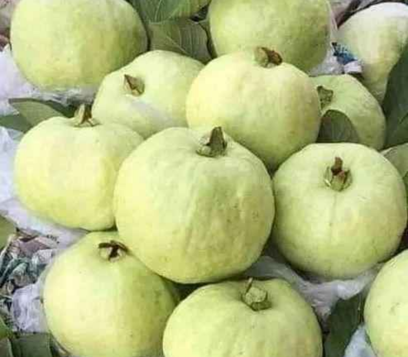 L49 Guava