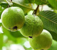 Allahabad Guava