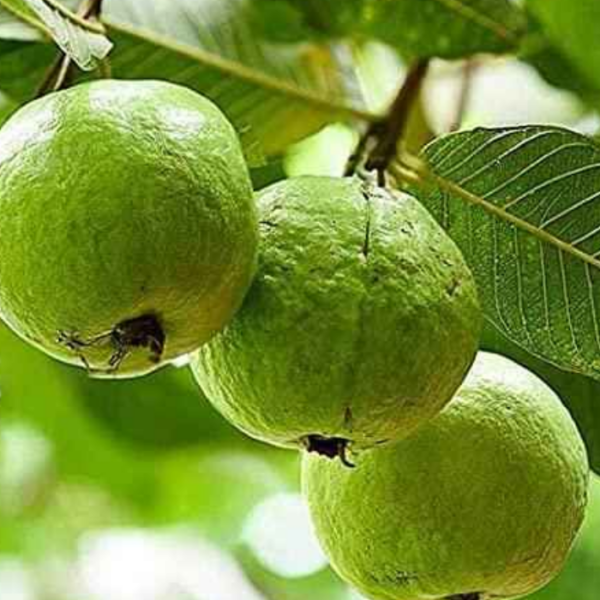 Allahabad Guava