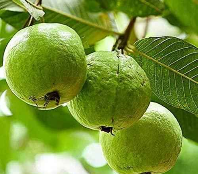 Allahabad Guava