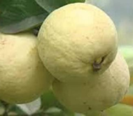 Khaja Guava