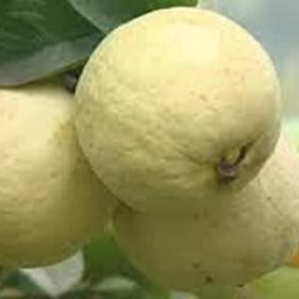 Khaja Guava