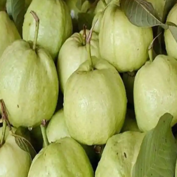 Thai 7 Guava
