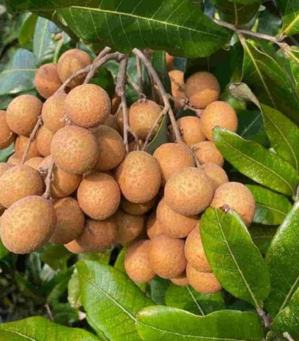 4-Seasons Longan