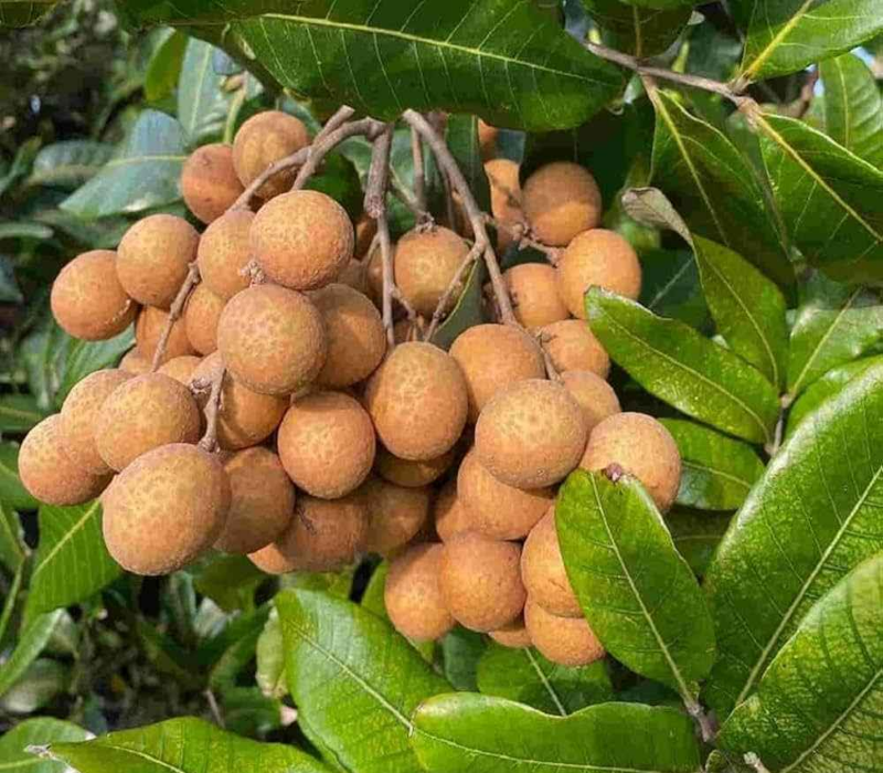 4-Seasons Longan