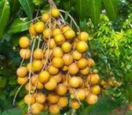 Four Seasons Longan