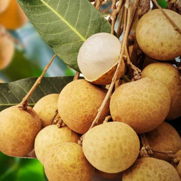 Diamond River Longan
