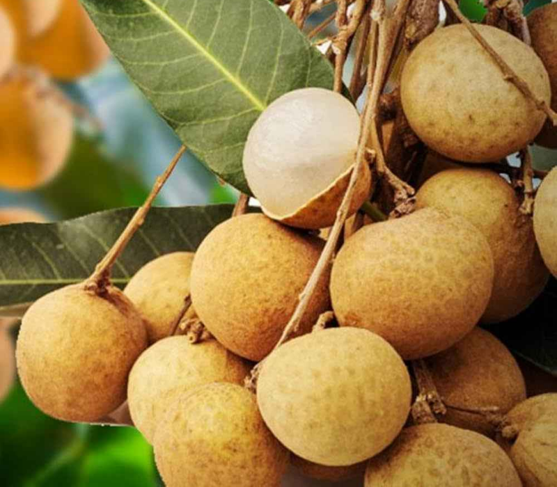 Diamond River Longan