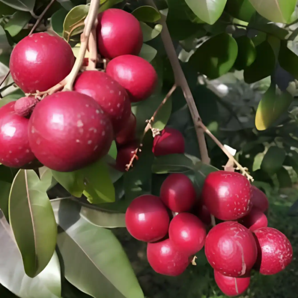 Ruby Longan