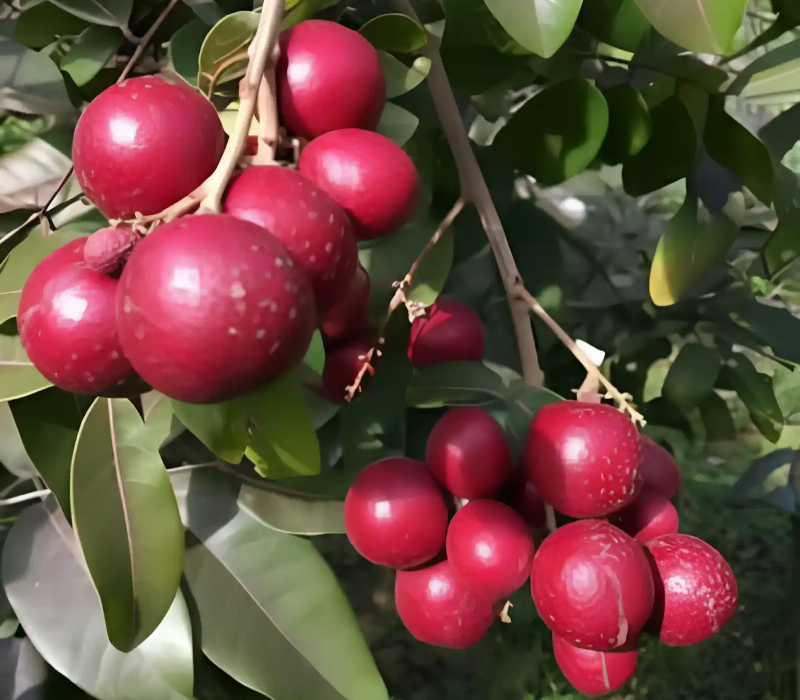 Ruby Longan