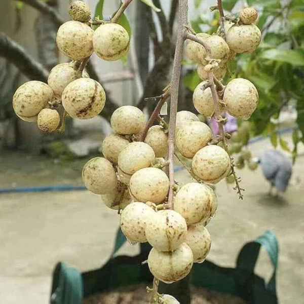 Aroma Durian Longan