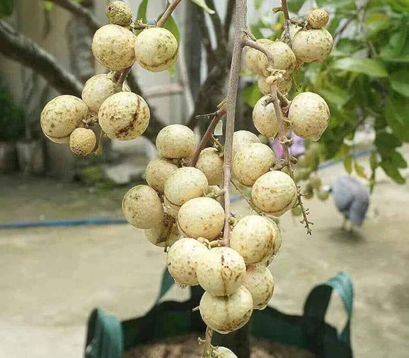 Aroma Durian Longan