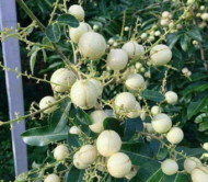 White Longan