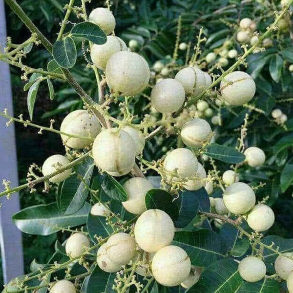 White Longan