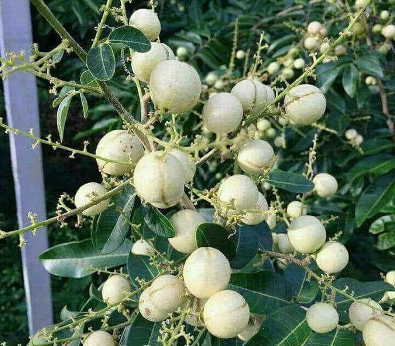 White Longan
