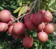 Pink Ping Pong Longan