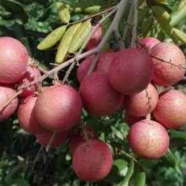 Pink Ping Pong Longan