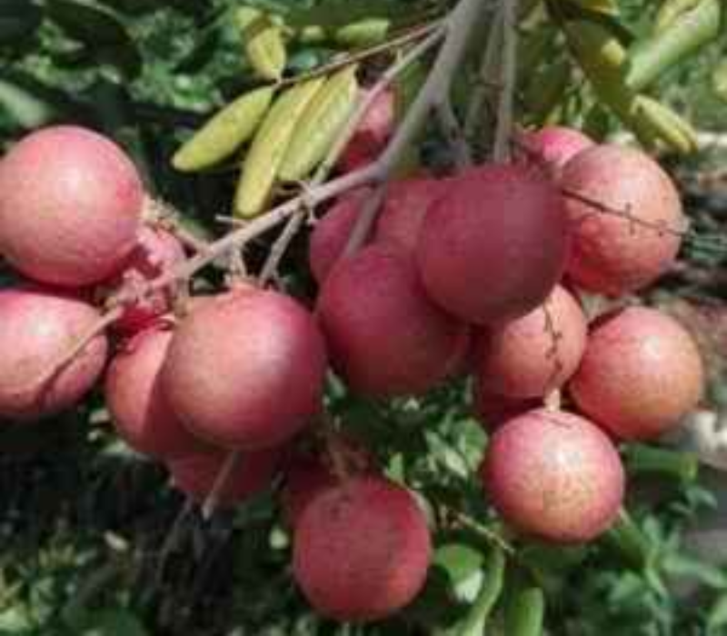 Pink Ping Pong Longan