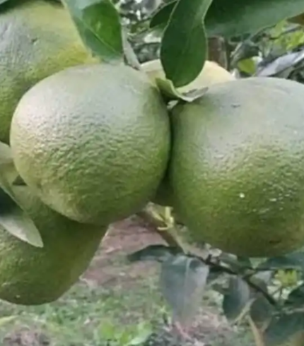 Vietnam malta