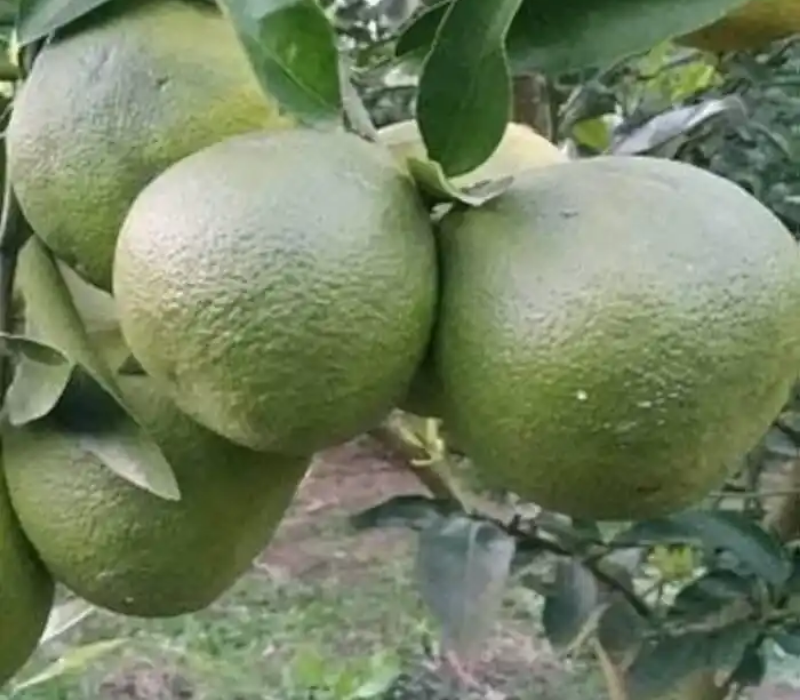 Vietnam malta