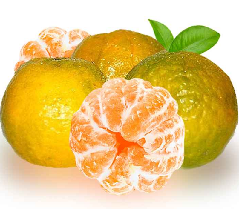 nagpur orange plant