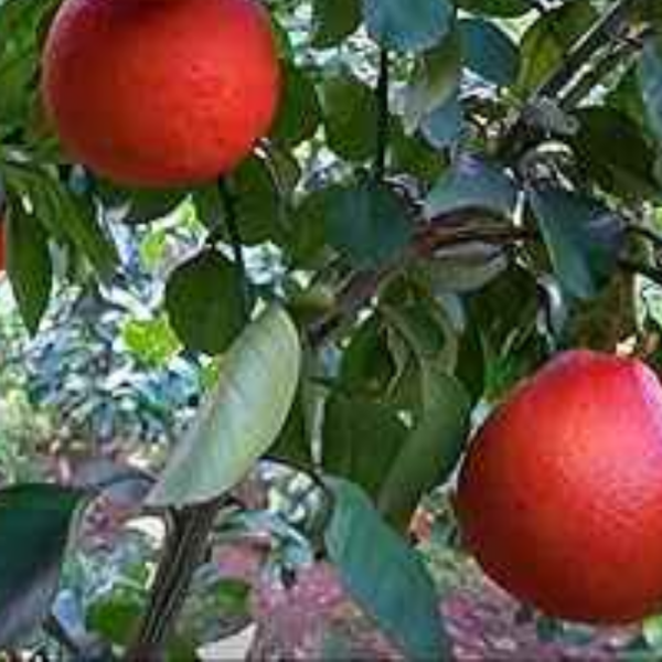 Red Jumbura