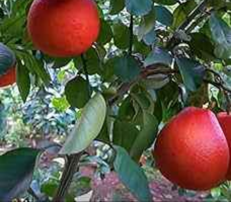 Red Jumbura