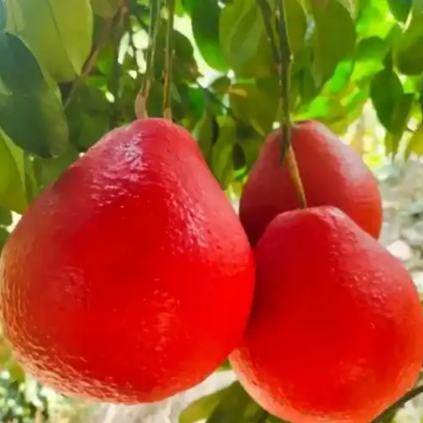 Red Jumbura