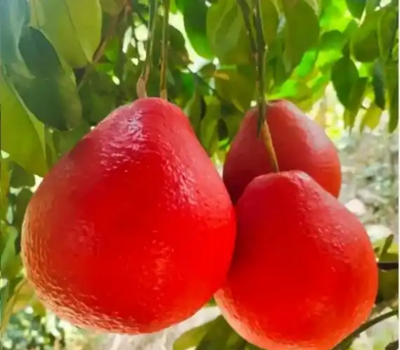 Red Jumbura