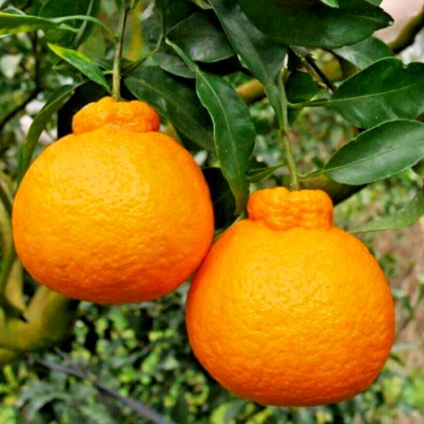Dekopon Orange