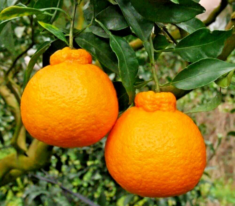 Dekopon Orange