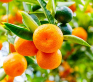Jaffa Orange